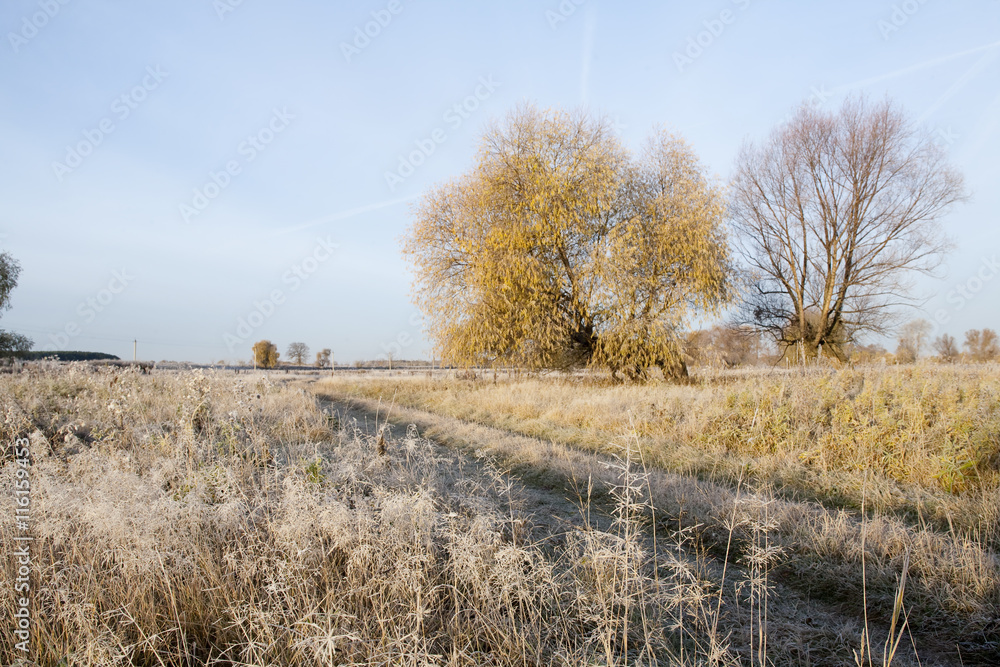 grove in autumn