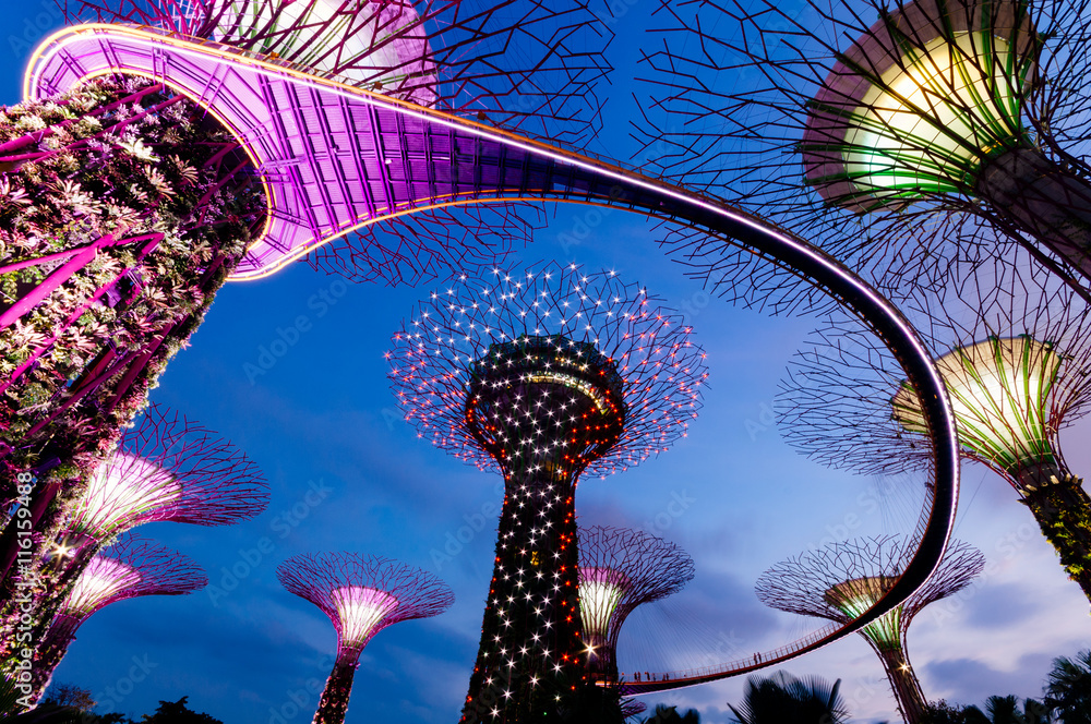 Fototapeta premium Nocny widok na Supertree Grove w Graden by the Bay w Singapurze.