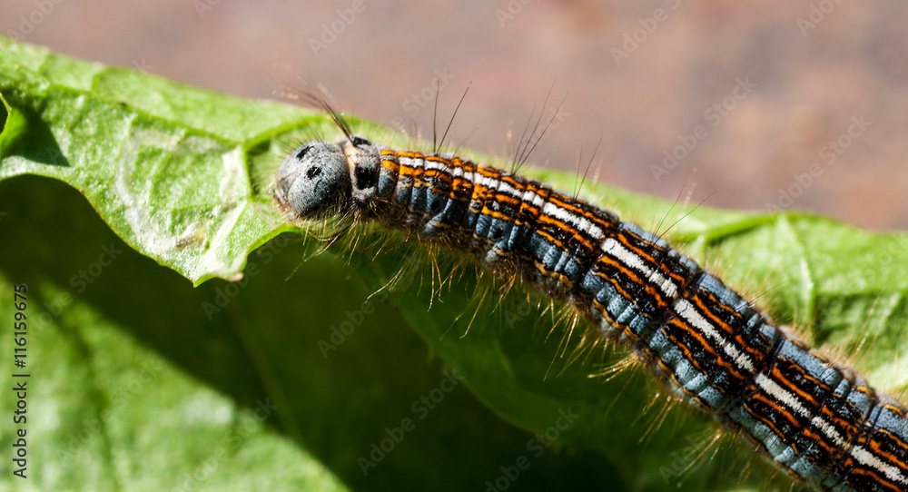 Colorful caterpillar crawling on green leaf Colorful caterpillar crawling on green leaf