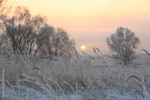 oak in hoarfrost photo