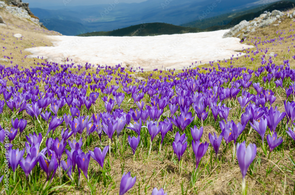 Field of crocuses in the Rila Mountains