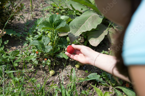 Young girl / woman harvesting fresh strawberry on huge field; ha