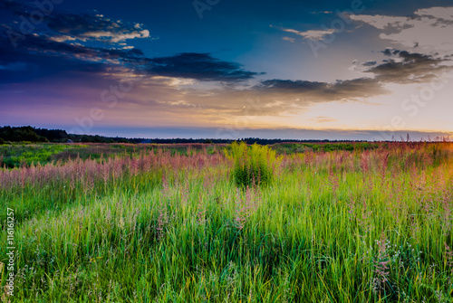 sunset in the grass in a meadow