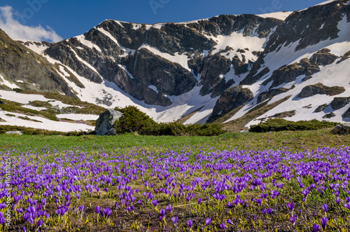 Field of crocuses in the Rila Mountains