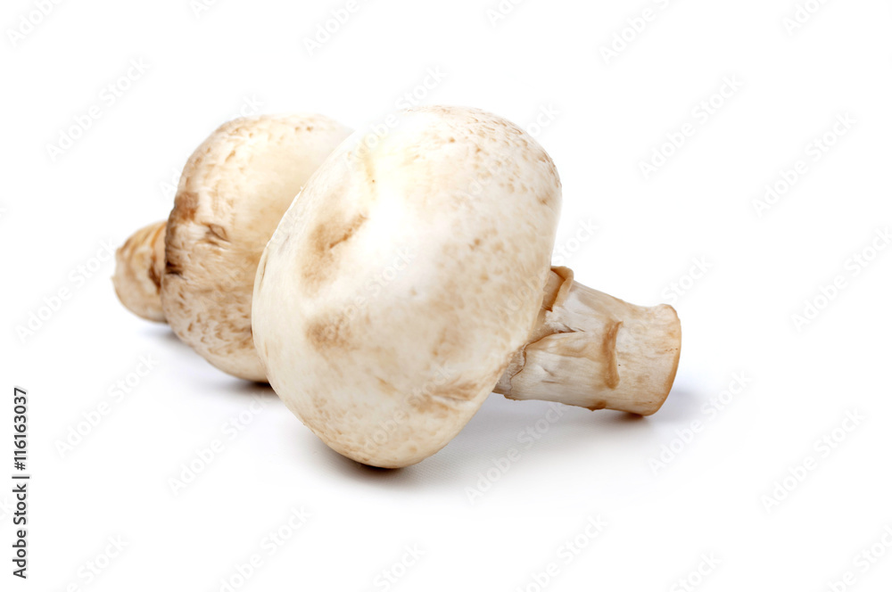 Mushroom champignon isolated