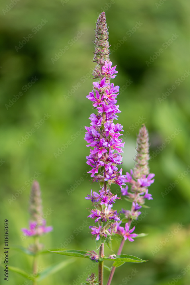 Purple loosestrife (Lythrum salicaria) inflorescences. Flower spikes of plant in the family Lythraceae, associated with wet habitats Purple loosestrife (Lythrum salicaria) inflorescences. Flower spikes of plant in the family Lythraceae, associated with wet habitats