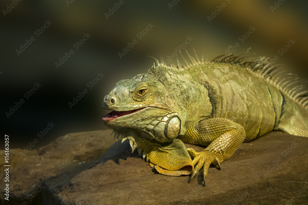 green iguana on a stone, blurred background green iguana on a stone, blurred background