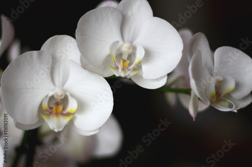 Fototapeta Naklejka Na Ścianę i Meble -  Белые орхидеи на темном фоне