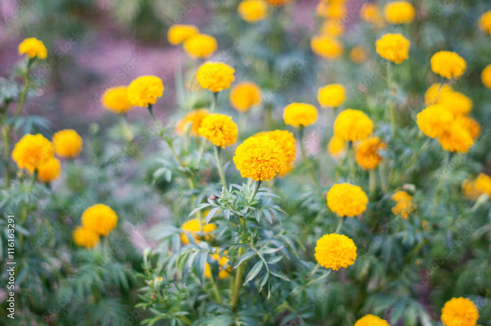 Obraz premium Yellow Marigolds Flower in the Garden, soft focus.