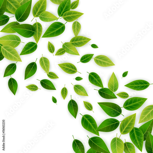 Background with green realistic leaves, vector illustration