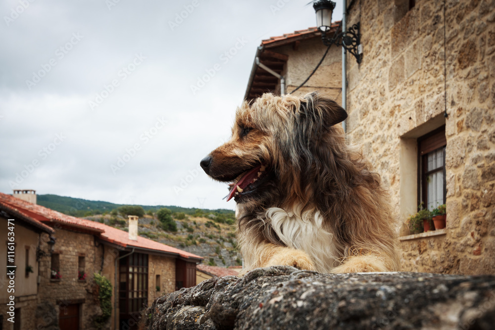 Φωτογραφία Dog in the ancient medieval streets of Frias, Burgos, Spain