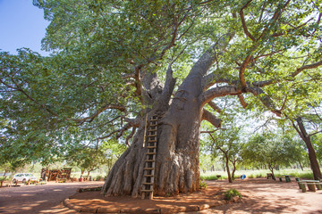 Leinwandbilder Baobab Historischer Baobab im südafrikanischen Goldland  © samjbasch
