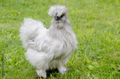 Poultry chicken and rooster Chinese silky breed 

