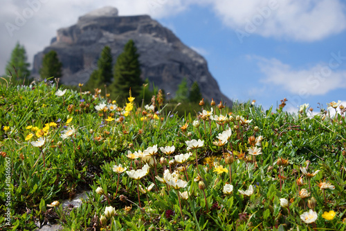 Bergblumen in den Dolomiten mit Blick über die Berge photo