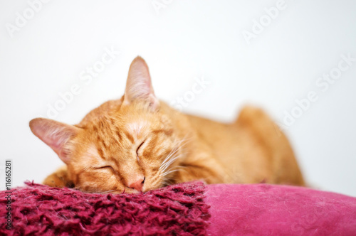 Lovely red cat, soft focus.