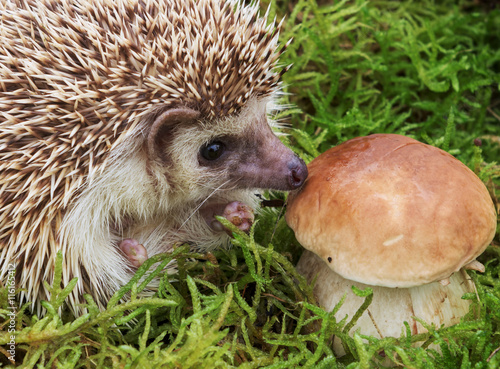 Hedgehog with mushroom in natural moss, macro image photo