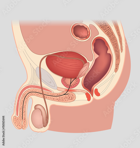 Man reproductive system median section. Male genital organs. Vector illustration.