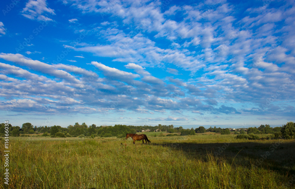 summer meadow with blue sky and white clouds summer meadow with blue sky and white clouds