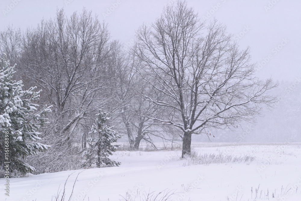 snowfall snowfall