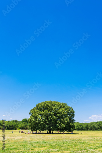 青空とケヤキの木