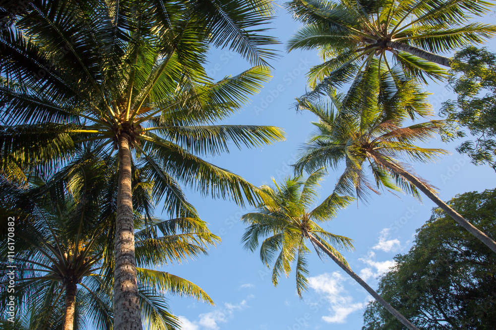 Palm Cove Trees