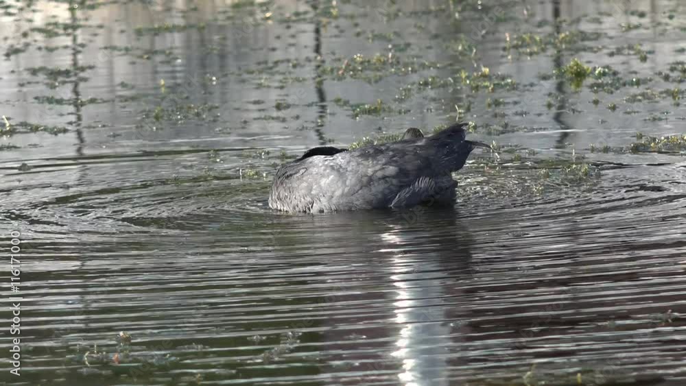 coot swimming on the lake and feeding the fledgling coot swimming on the lake and feeding the fledgling