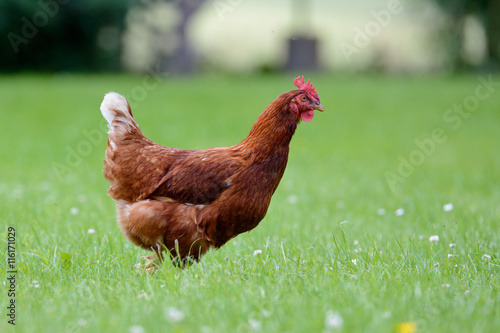 Freilaufendes Huhn in einem großen Garten