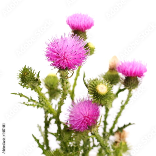 Thistle flower and leaves with prickles isolated on white background