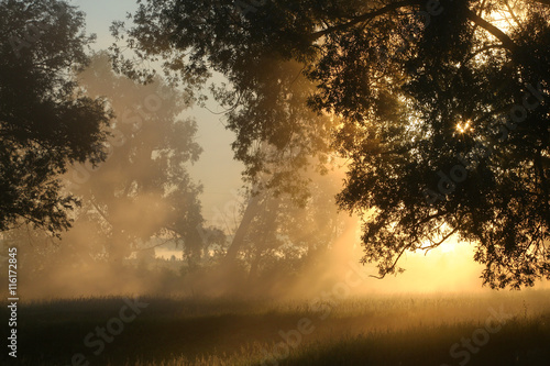 delightful dawn in oak