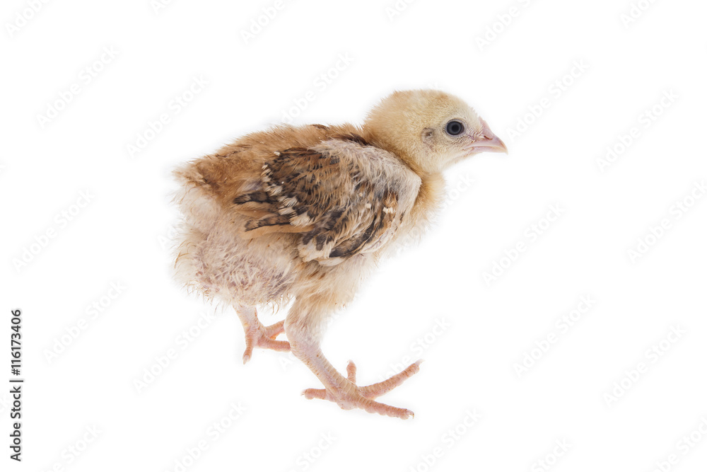 Fototapeta premium chick