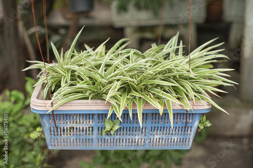 Soft focus of spider plant or Chlorophytum comosum or Anthesicum photo