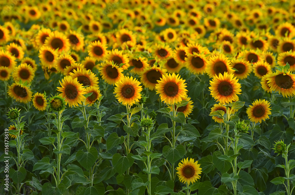 Sunflowers in the field, large round. Delicate sunset light in the background.
Sunflowers in the field, large round. Delicate sunset light in the background.