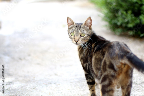 Tabby cat walking in the garden. Selective focus, copy space. © jelena990
