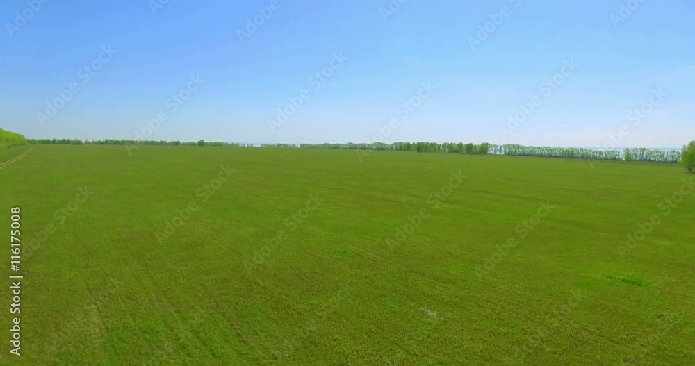 4k aerial view. Low flight over green and yellow wheat rural field at sunny summer day. Trees and sea at horizon. 4k aerial view. Low flight over green and yellow wheat rural field at sunny summer day. Trees and sea at horizon.
