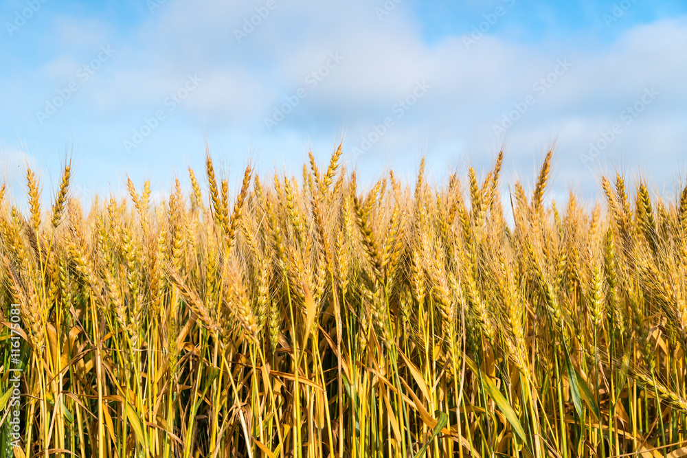 Fototapeta premium 収穫前