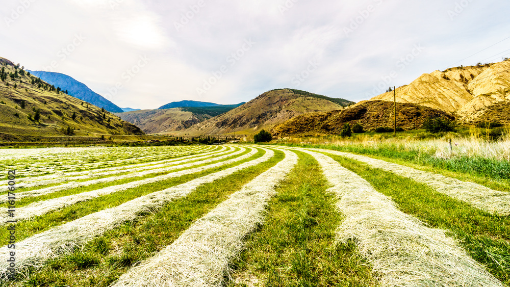 Rows of Hay on a hay field along Highway 8 between Merritt and Spences Bridge in British Columbia