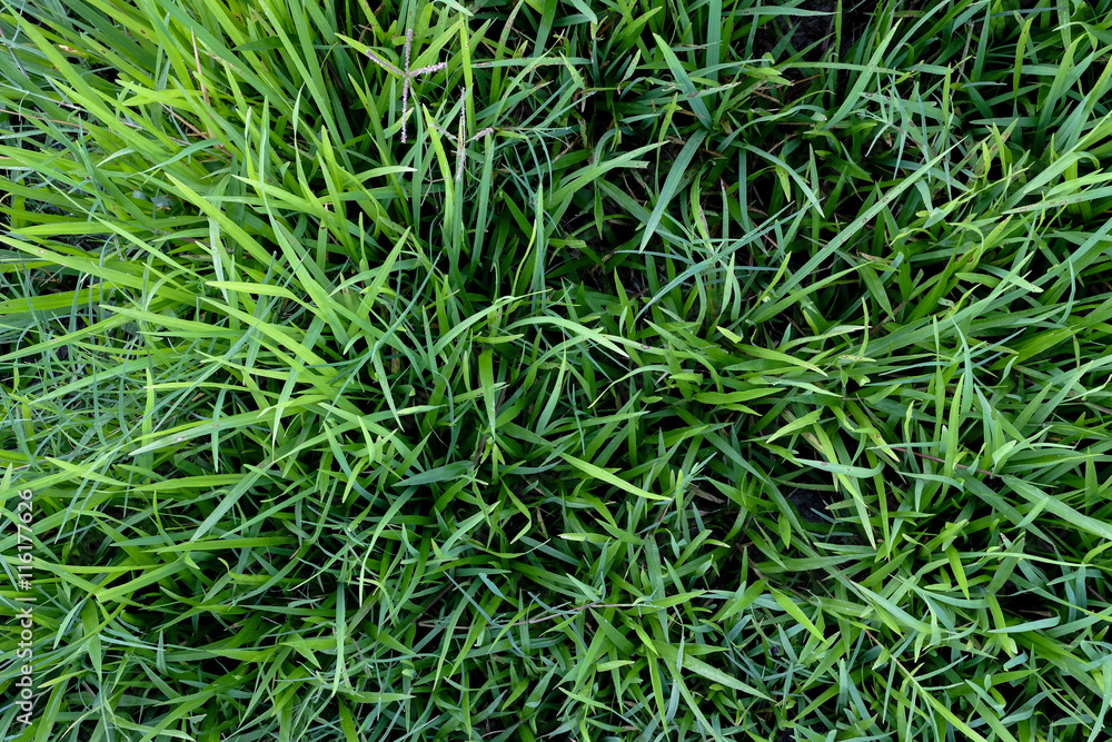 Green grass in the garden Green grass in the garden