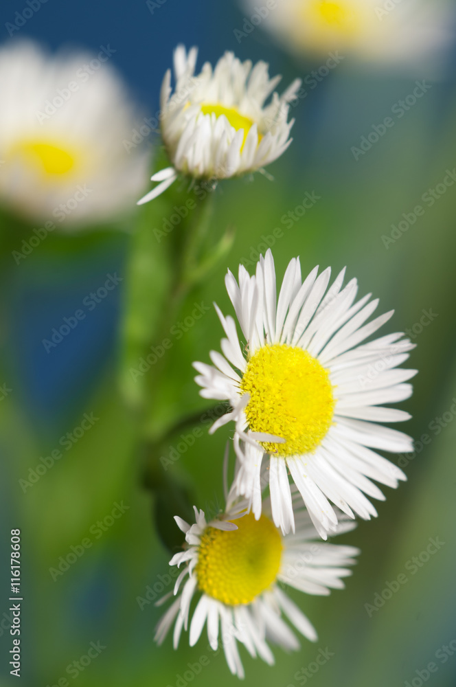 Obraz premium ox-eye daisy flower