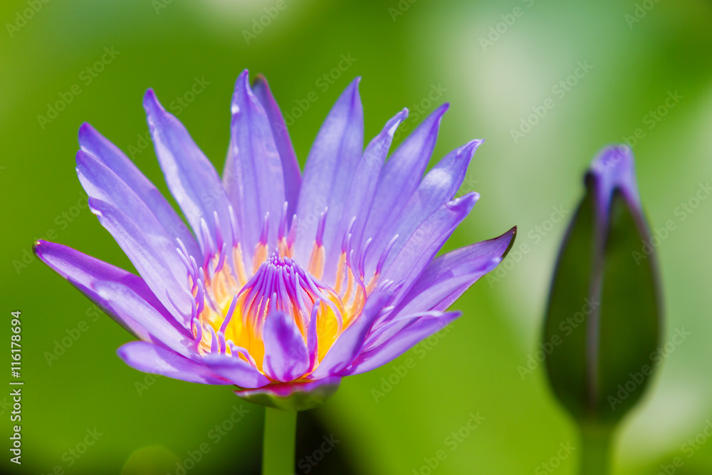 Blue Egyptian lotus (Nymphaea caerulea). Natural background with water lily flower. Thailand. Blue Egyptian lotus (Nymphaea caerulea). Natural background with water lily flower. Thailand.