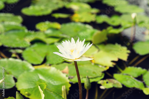 close up of white water lily in pond