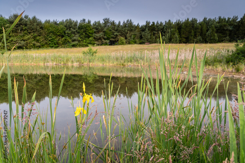 Yellow Flag Iris, in East Cramlington Local Nature Reserve, Northumberland, providing free and easy access to nature