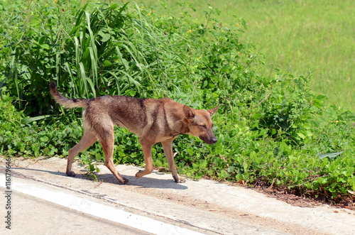 Street Dog.