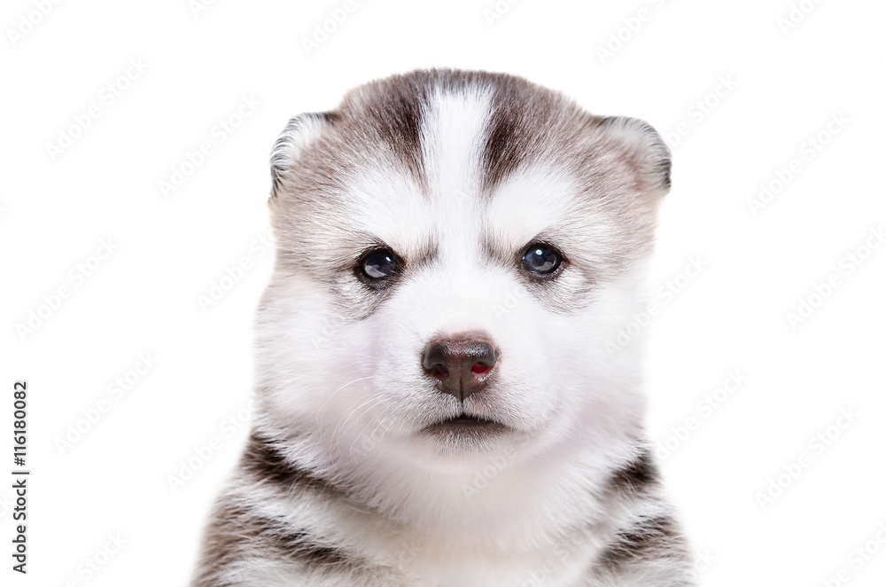 Portrait of  adorable puppy breed Husky