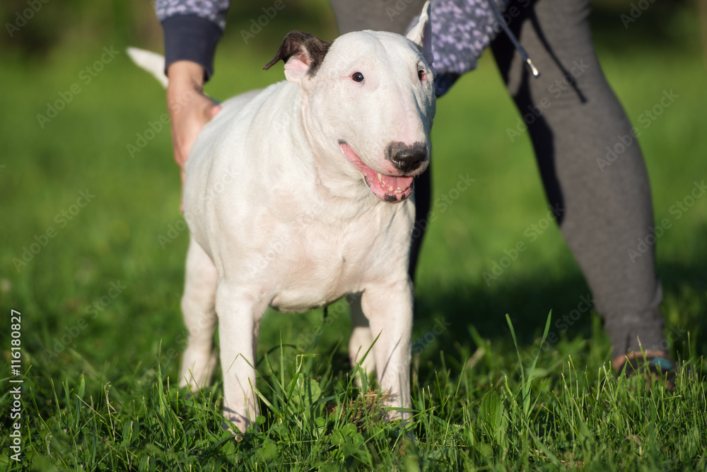 white english bull terrier dog