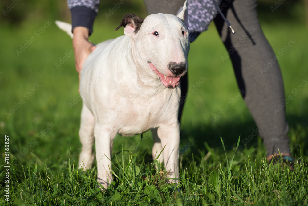 Obraz premium white english bull terrier dog