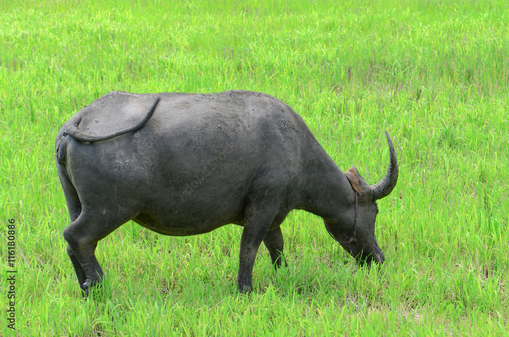Asian buffalos (Bubalus bubalis) in opened farmland.