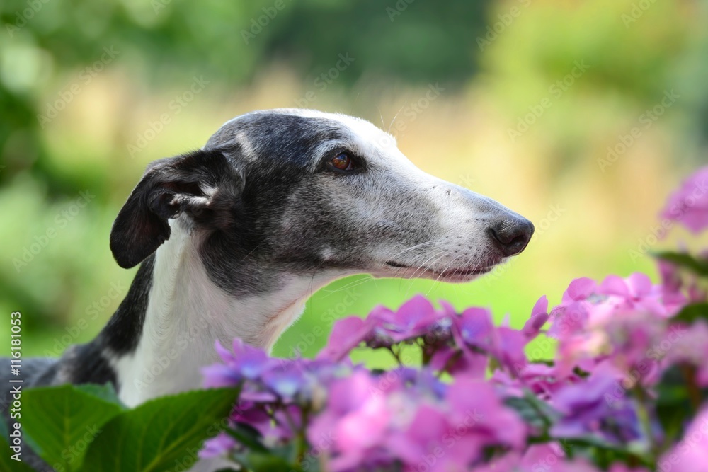 sommerliches Portrait eines Galgo Espanol sommerliches Portrait eines Galgo Espanol