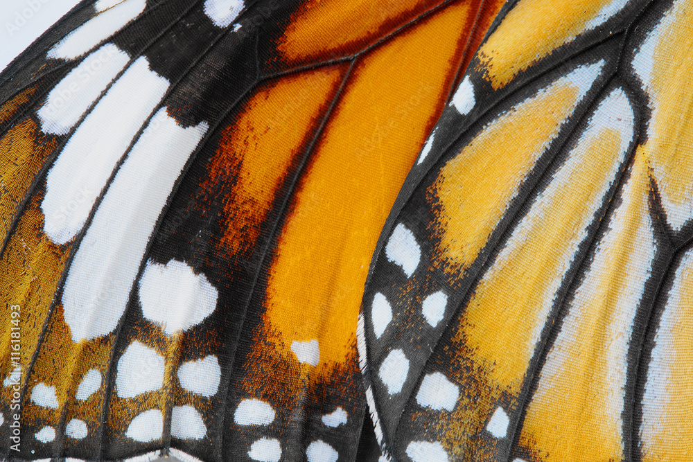 Obraz premium Makro Tło skrzydła motyla, tygrys zwyczajny, Danaus Genutia, motyl monarcha