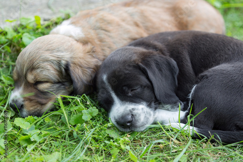 Two little sleeping puppies lying in backgarden