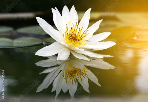 Beautiful white lotus in the pond with burst light